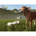Xbox Farming Simulator 25: Beans & Alpacas Edition - 1581123 - zdjęcie 4